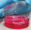 Alvetex Well Insert Holder and Deep Petri Dish