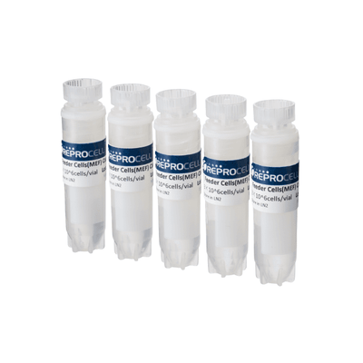 MEF Feeder Cells