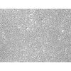 Repro MSC10 iPSC-derived MSCs, Phenol Red-Free