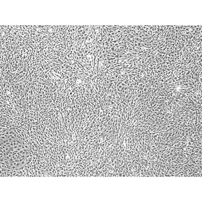 Repro MSC10 iPSC-derived MSCs, Phenol Red-Free