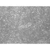 Repro MSC3 iPSC-derived MSCs