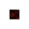 StemAb Anti human Nanog antibody