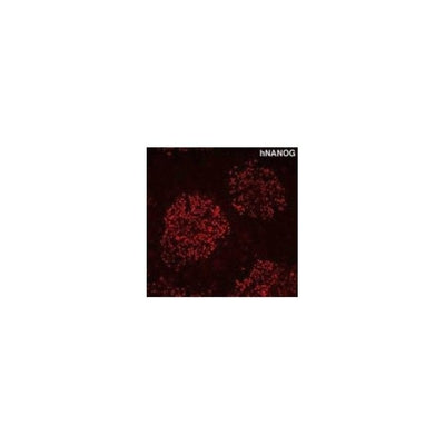 StemAb Anti human Nanog antibody