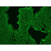 StemAb Oct4 Antibody (Affinity Purified), Rabbit anti-Mouse/Human