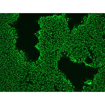 StemAb Oct4 Antibody (Affinity Purified), Rabbit anti-Mouse/Human