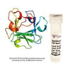 Stemfactor FGF-basic, Human Recombinant