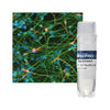 StemRNA Neuro